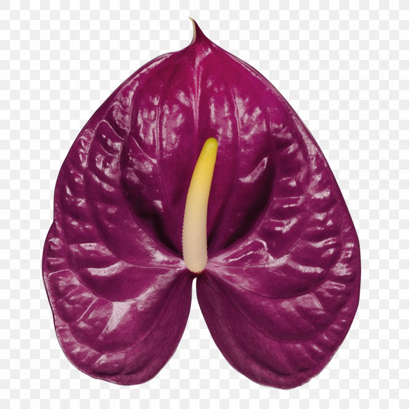 Anthurium Andraeanum Petal Flower Plant Seed, PNG, 1000x1000px, Anthurium Andraeanum, Bellflowers, Cut Flowers, Flower, Flowering Plant Download Free