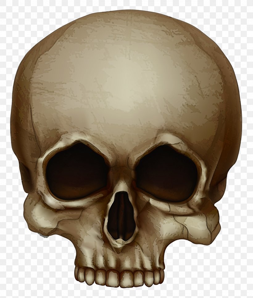 Bone Skull Head Forehead Chin, PNG, 2546x3000px, Bone, Chin, Forehead, Head, Jaw Download Free