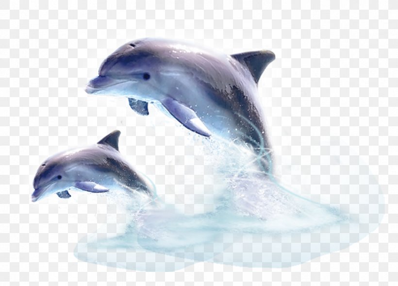 Common Bottlenose Dolphin Short-beaked Common Dolphin Wholphin Tucuxi, PNG, 1299x934px, Short Beaked Common Dolphin, Aquatic Mammal, Bottlenose Dolphin, Cetacea, Common Bottlenose Dolphin Download Free