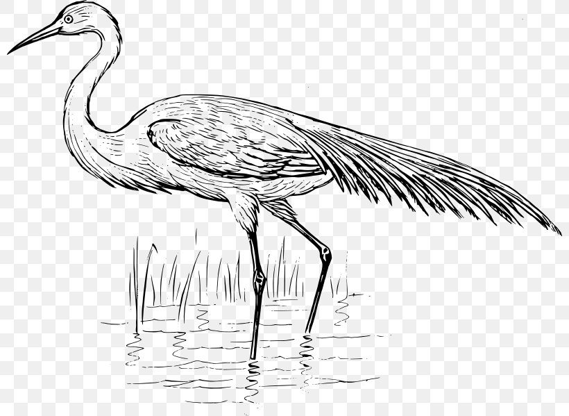 Heron Bird Crane Egret Clip Art, PNG, 800x599px, Heron, Beak, Bird, Black And White, Blue Crane Download Free