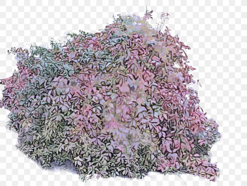 Plant Flower Pink Lilac Tree, PNG, 1024x771px, Plant, Cut Flowers, Flower, Lilac, Perennial Plant Download Free