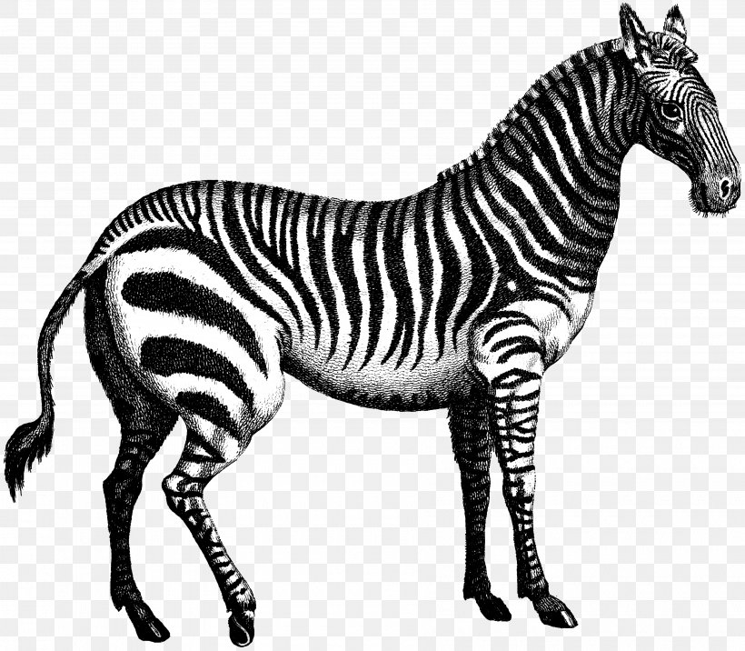 Quagga Marty Zebra, PNG, 3600x3144px, Quagga, Animal Figure, Black And White, Donkey, Fauna Download Free