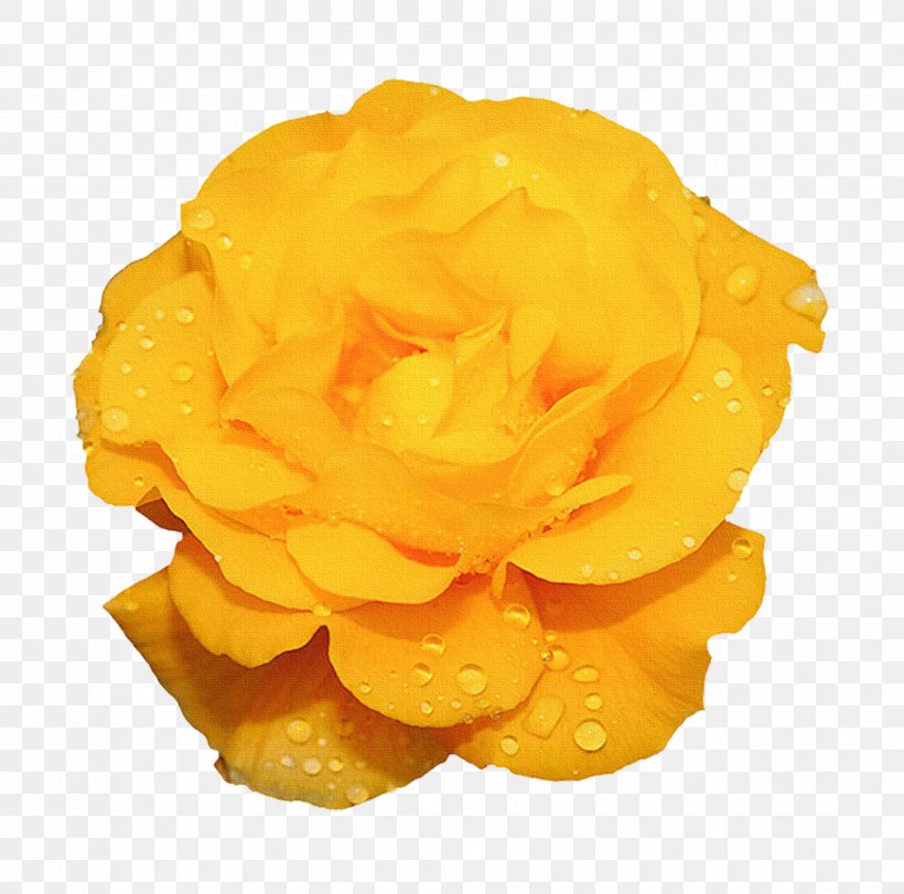 Rose Flower Yellow Animation, PNG, 1909x1890px, Rose, Animation, Blue, Cut Flowers, Flower Download Free