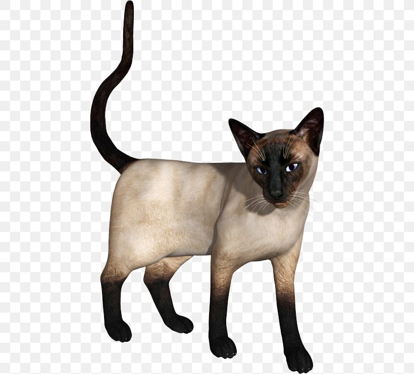 Siamese Cat Burmese Cat Tonkinese Cat Domestic Short-haired Cat Whiskers, PNG, 464x742px, Siamese Cat, Anthology, Asian, Burmese, Burmese Cat Download Free