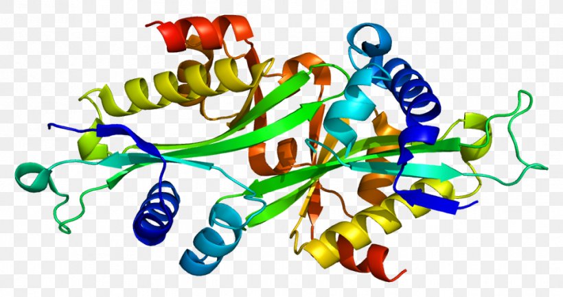 Acetyltransferase Protein SAT1 Gene Polyamine-modulated Factor 1, PNG, 968x512px, Watercolor, Cartoon, Flower, Frame, Heart Download Free