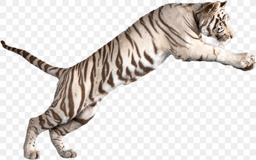 Cat Drawing, PNG, 1263x793px, White Tiger, Animal, Animal Figure, Bengal Tiger, Cat Download Free