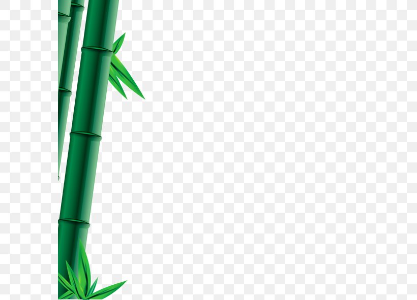 Bambusa Oldhamii Bamboo Bamboe Computer File, PNG, 591x591px, Bambusa Oldhamii, Bamboe, Bamboo, Bambusa, Grass Download Free