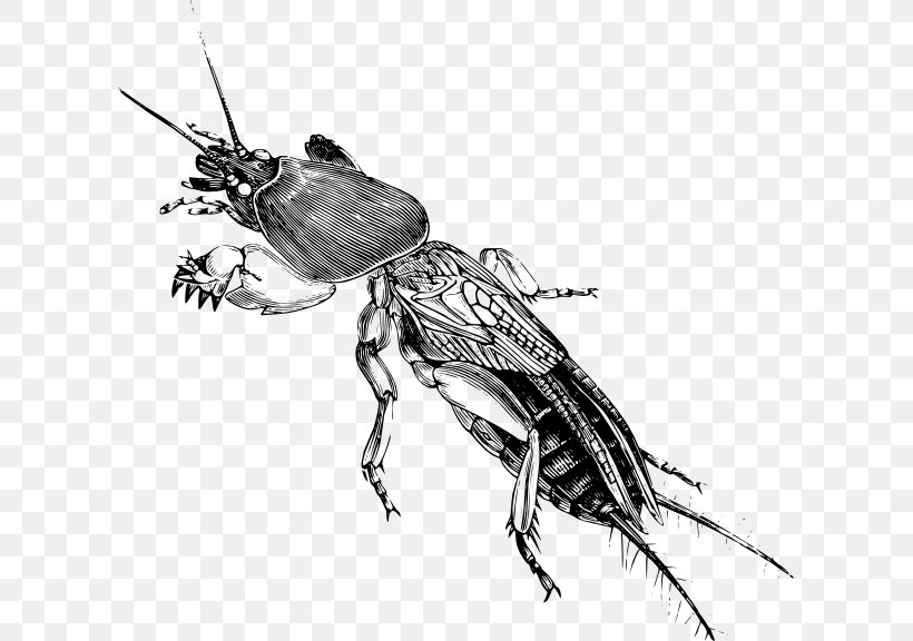 Drawing Cricket Gryllotalpa Gryllotalpa Insect Sketch, PNG, 607x576px, Drawing, Arthropod, Beetle, Black And White, Cricket Download Free