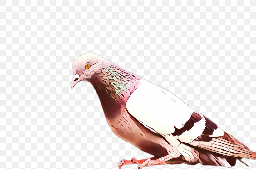 Feather, PNG, 2460x1628px, Cartoon, Beak, Bird, Feather, Pigeons And Doves Download Free