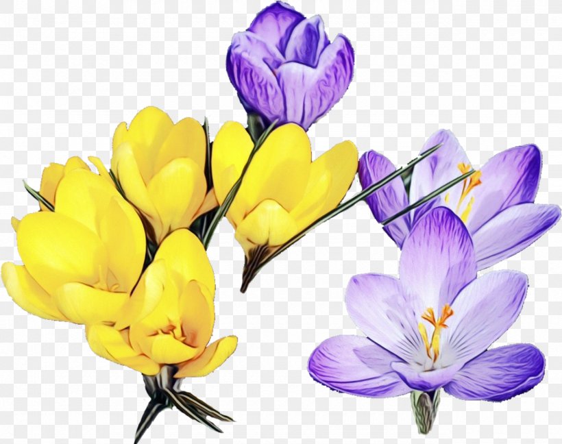Flower Flowering Plant Crocus Cretan Crocus Tommie Crocus, PNG, 1280x1013px, Watercolor, Cretan Crocus, Crocus, Flower, Flowering Plant Download Free