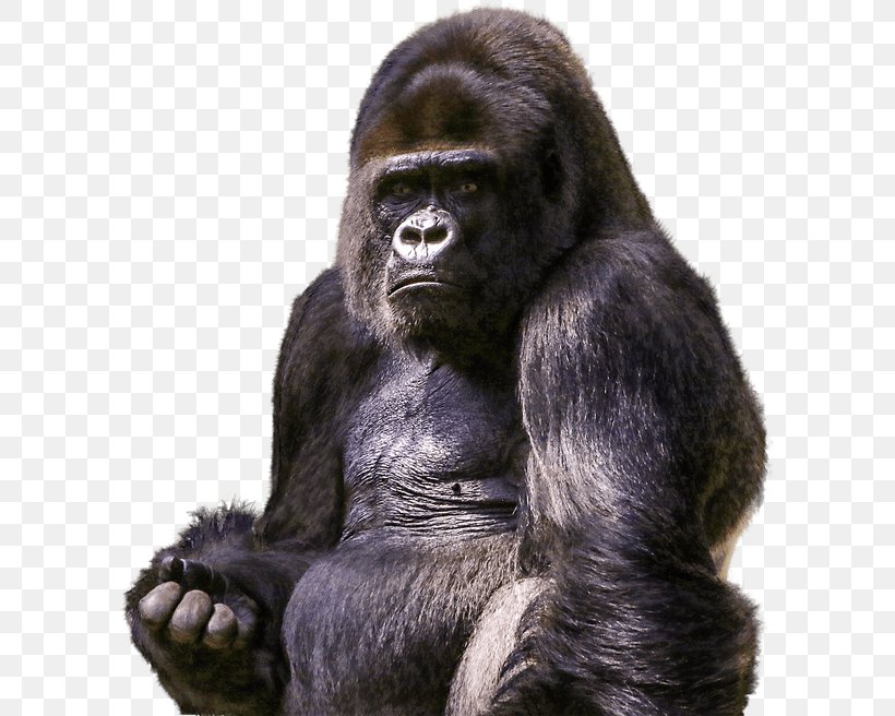 Gorilla Chimpanzee Orangutan Primate, PNG, 601x656px, Gorilla, Chimpanzee, Common Chimpanzee, Display Resolution, Fur Download Free