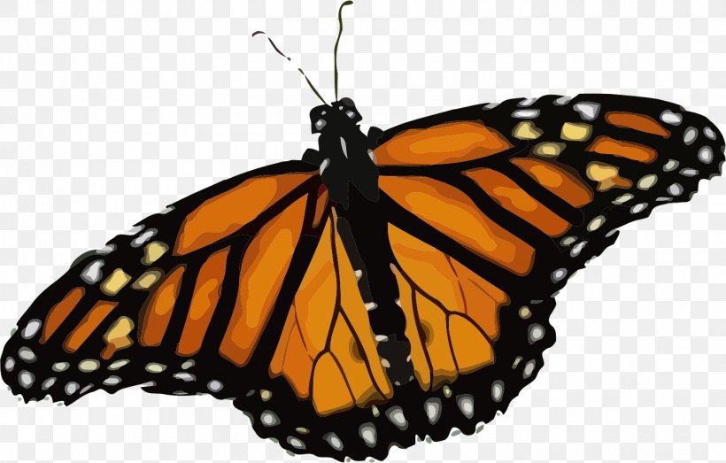 Monarch Butterfly T-shirt Insect Clip Art, PNG, 1430x913px, Butterfly, Arthropod, Brush Footed Butterfly, Butterfly Weed, Drawing Download Free
