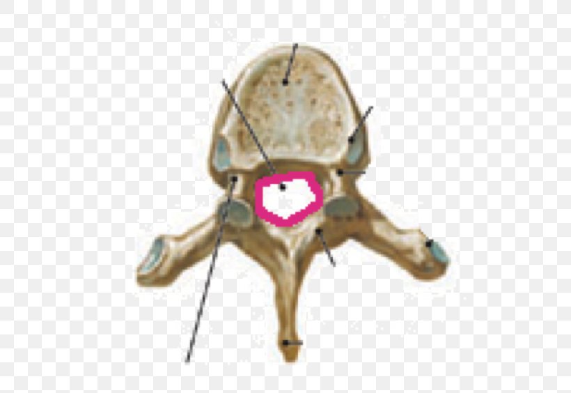 Thoracic Vertebrae Vertebral Column Anatomy Lumbar Vertebrae, PNG, 564x564px, Watercolor, Cartoon, Flower, Frame, Heart Download Free