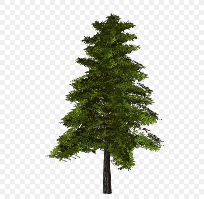 Tree, PNG, 526x800px, Pine, Archive File, Biome, Branch, Christmas Tree Download Free