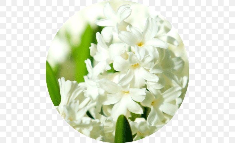 Floral Design Cut Flowers Hyacinth, PNG, 500x500px, Floral Design, Cut Flowers, Floristry, Flower, Flower Arranging Download Free