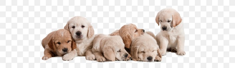 Puppy Basset Hound Golden Retriever Labrador Retriever Pet, PNG, 560x238px, Puppy, American Dog Breeders Association, Animal Welfare, Basset Hound, Carnivoran Download Free