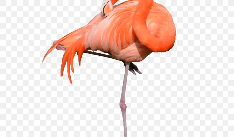 Bird Greater Flamingo Clip Art Stock Photography Image, PNG, 640x480px, Bird, American Flamingo, Beak, Drawing, Flamingo Download Free