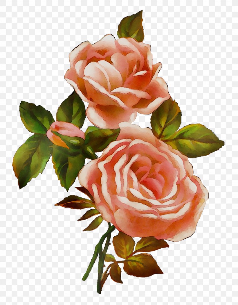 Garden Roses Cabbage Rose Floribunda Floral Design Cut Flowers, PNG, 1550x1984px, Garden Roses, Artificial Flower, Botany, Cabbage Rose, Camellia Download Free