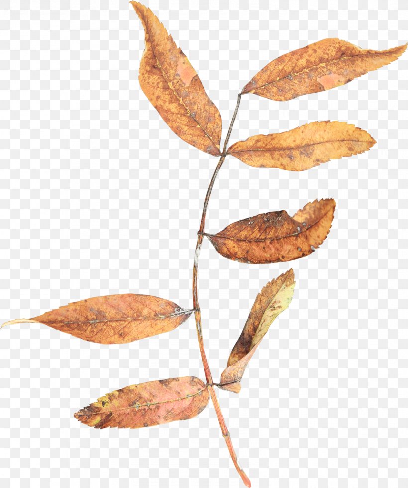 Leaf Branch Autumn Twig Clip Art, PNG, 1601x1915px, Leaf, Autumn, Autumn Leaf Color, Branch, Chestnut Download Free