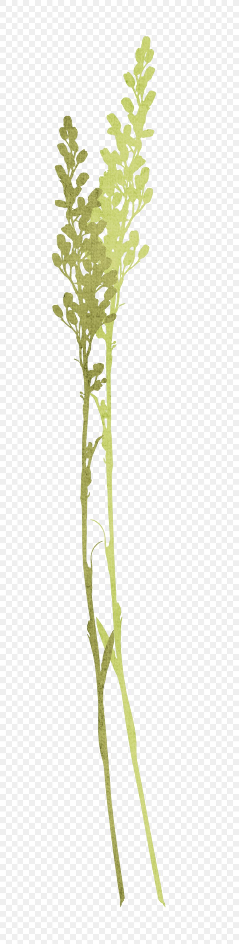 Tree Branch Twig Plant Stem, PNG, 769x3234px, Tree, Aquarium, Aquarium Decor, Branch, Family Download Free