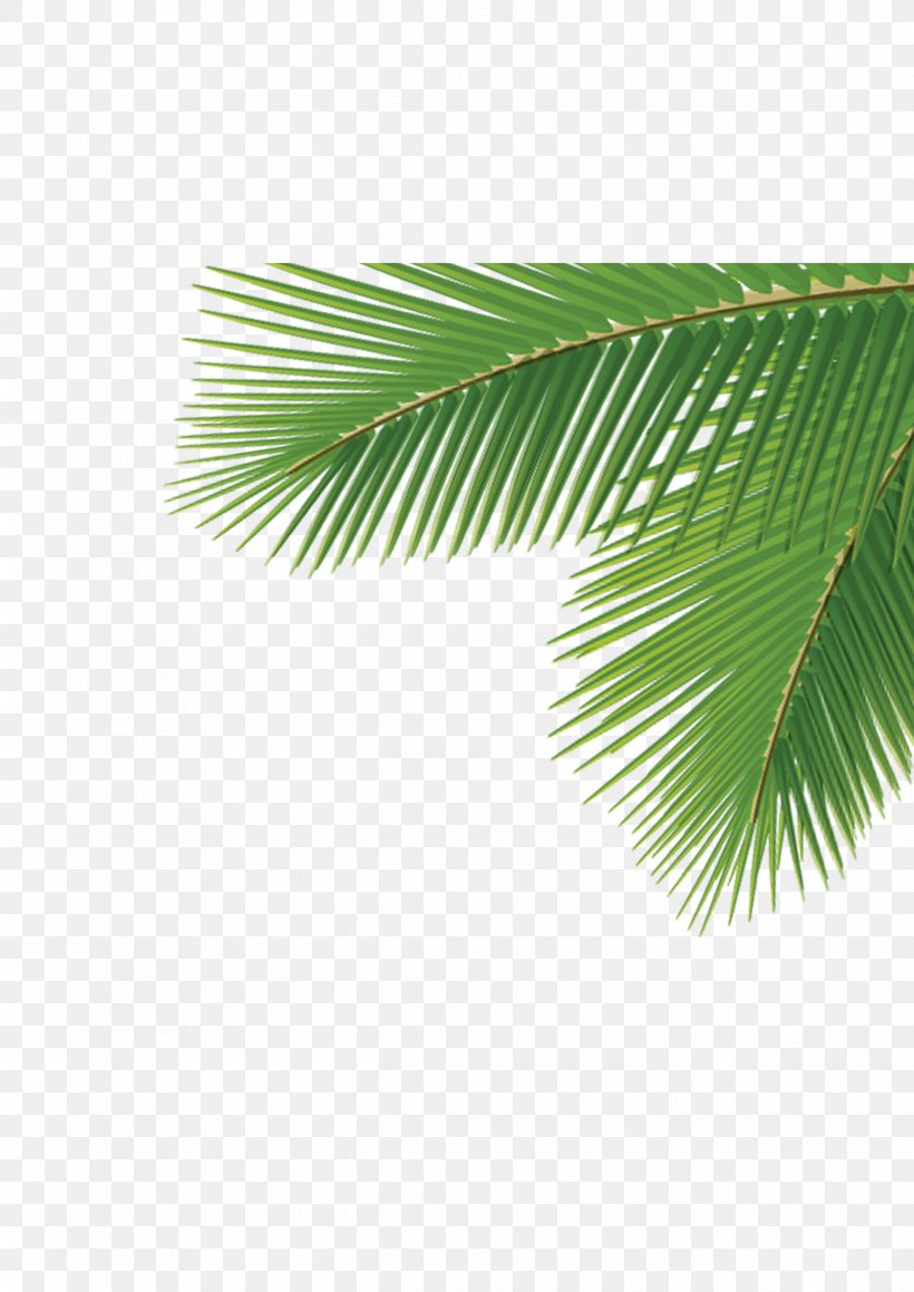 Arecaceae Leaf Tree Dasylirion Wheeleri, PNG, 2480x3508px, Arecaceae, Areca Palm, Arecales, Branch, Coconut Download Free