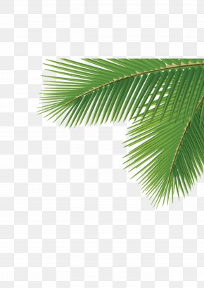 Areca Palm Images Areca Palm Transparent Png Free Download