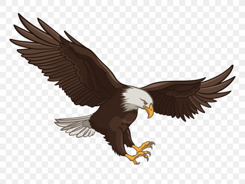 Bald Eagle Vector Graphics Royalty-free Stock Photography Illustration, PNG, 1000x750px, Bald Eagle, Accipitriformes, Beak, Bird, Bird Of Prey Download Free