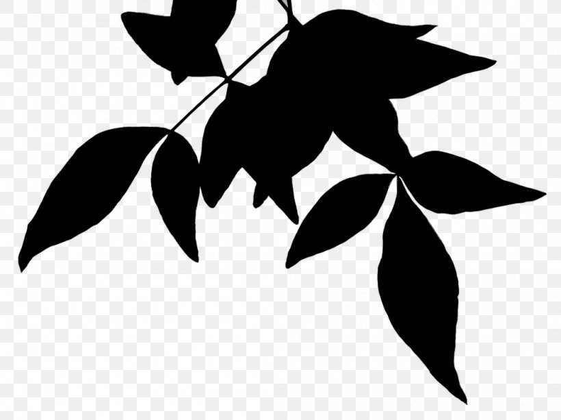 Black & White, PNG, 1050x785px, Black White M, Blackandwhite, Botany, Branch, Flower Download Free
