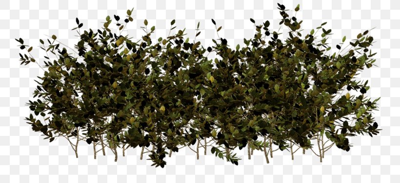 Branch Tree Plants Leaf Shrub, PNG, 800x377px, Branch, Flower, Grass, Green, Leaf Download Free