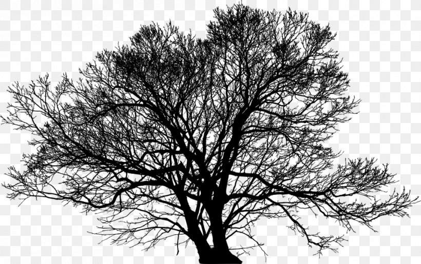 Church Of Trees Desktop Wallpaper Clip Art, PNG, 960x603px, Tree, Black And White, Branch, Monochrome, Monochrome Photography Download Free
