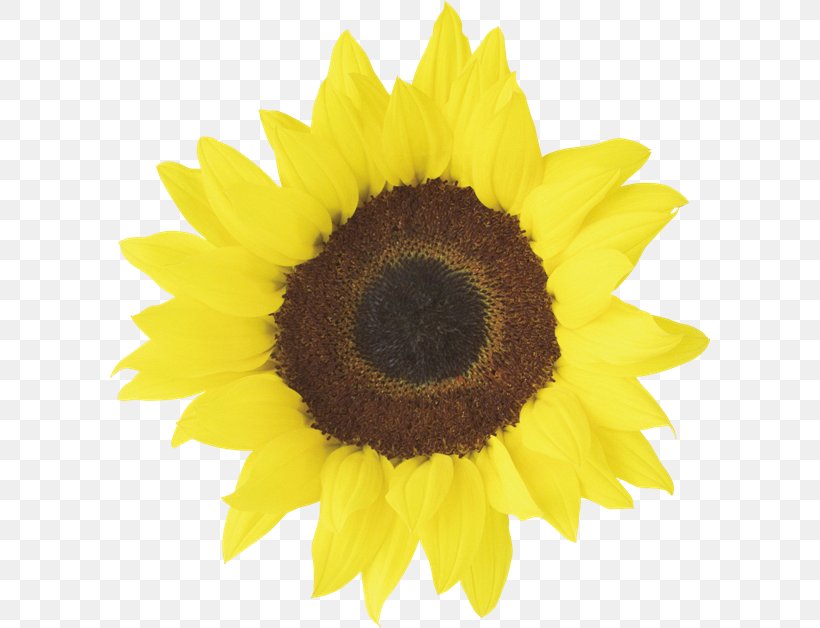 Common Sunflower Free Content Clip Art, PNG, 600x628px, Common Sunflower, Daisy Family, Flower, Flowering Plant, Free Content Download Free