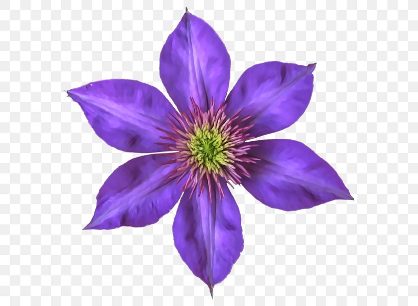 Drawing Art, PNG, 600x600px, Drawing, Airbrush, Art, Clematis, Flower Download Free