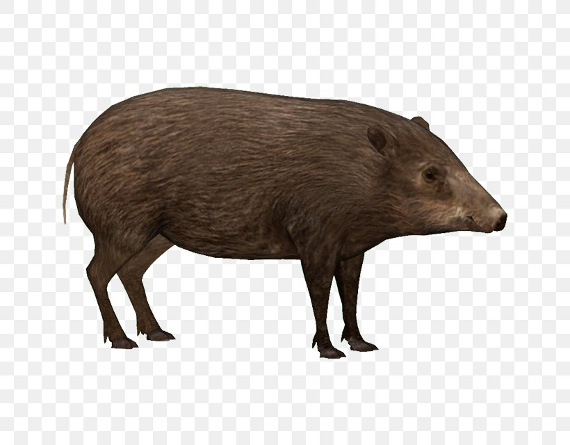 Zoo Tycoon 2 Peccary Wild Boar Capybara Pygmy Hog, PNG, 640x640px, Zoo Tycoon 2, Animal, Babirusa, Beaver, Capybara Download Free