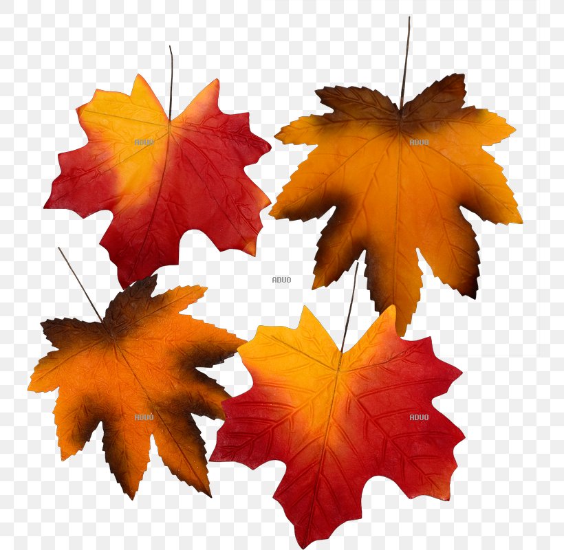 Autumn Leaf Color Paper, PNG, 800x800px, Autumn, Autumn Leaf Color, Bedroom, Brown, Color Download Free