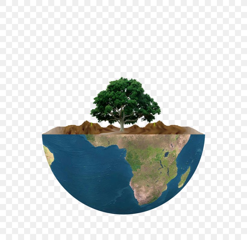 Flowerpot Tree Houseplant Power Politics, PNG, 800x800px, Flowerpot, Definition, Deforestation, Diagram, Houseplant Download Free