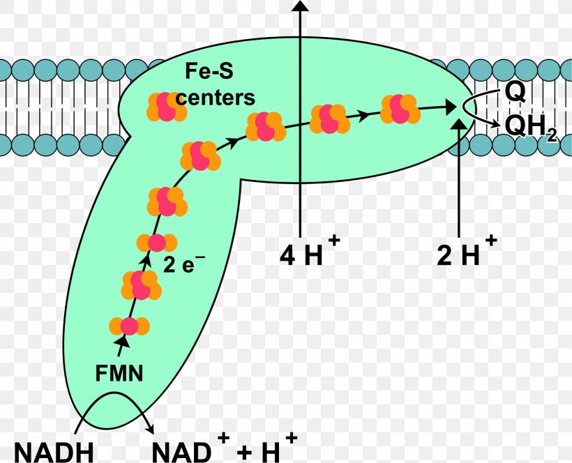 Respiratory Complex I Oxidative Phosphorylation Redox Protein Complex, PNG, 1755x1423px, Respiratory Complex I, Area, Arnas Katea, Cellular Respiration, Cytochrome C Oxidase Download Free