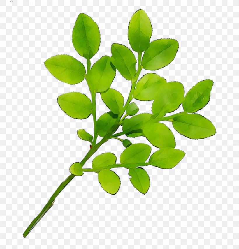 IHerb Boxberry Eye Plant Stem Photography, PNG, 1026x1070px, Iherb, Ageing, Boxberry, Branch, Branching Download Free