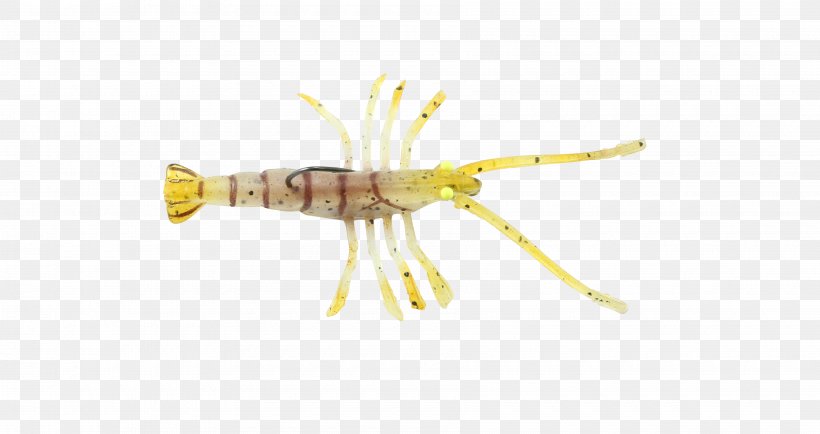 Shrimp Thermoplastic Elastomer Elasticity 3D Ultrasound, PNG, 3600x1908px, 3d Ultrasound, Shrimp, Elasticity, Fishing Baits Lures, Insect Download Free