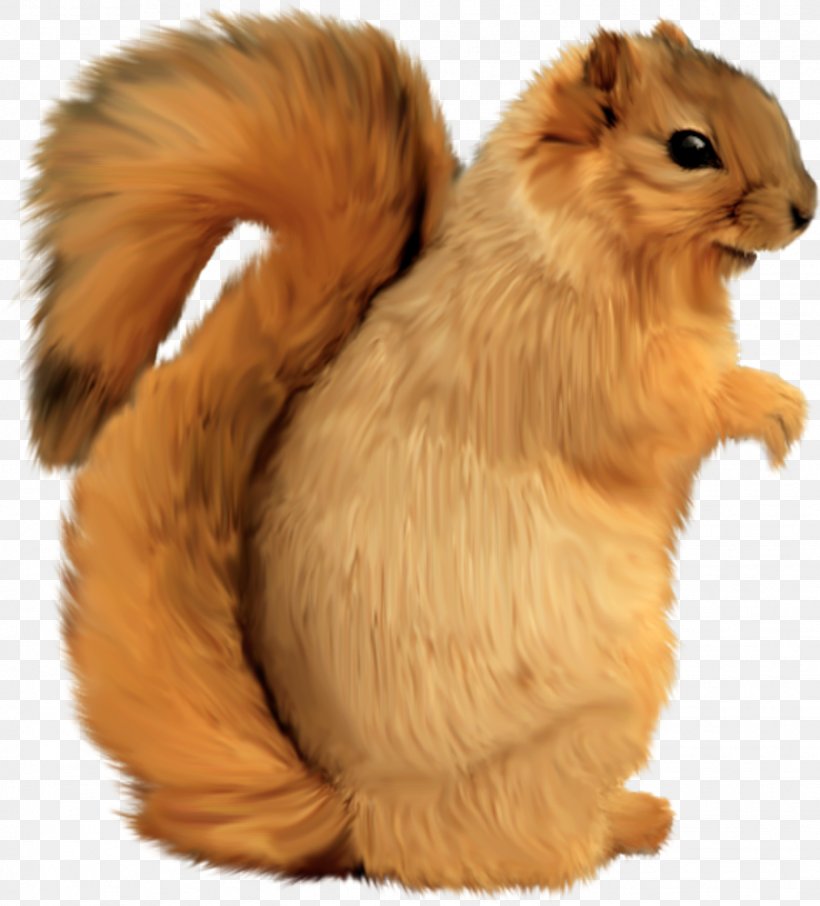 Tree Squirrels Whiskers Clip Art, PNG, 1446x1598px, Squirrel, Autumn, Cat, Cat Like Mammal, Fur Download Free