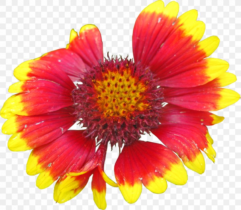 Blanket Flowers Petal, PNG, 1200x1049px, Blanket Flowers, Annual Plant, Aster, Blanket, Chrysanthemum Download Free