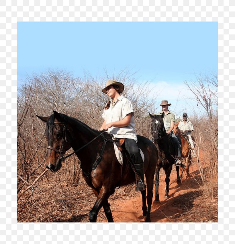 Mare Mustang Rein Stallion Cowboy, PNG, 700x850px, Mare, Adventure, Adventure Film, Bridle, Cowboy Download Free