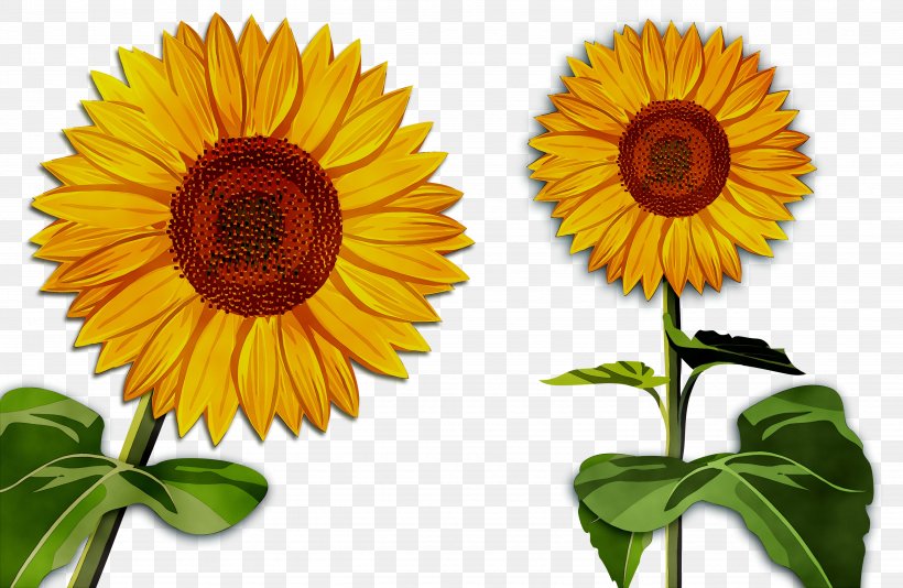 Sunflower Cut Flowers Orange S.A., PNG, 4878x3182px, Sunflower, Annual Plant, Asterales, Calendula, Cuisine Download Free
