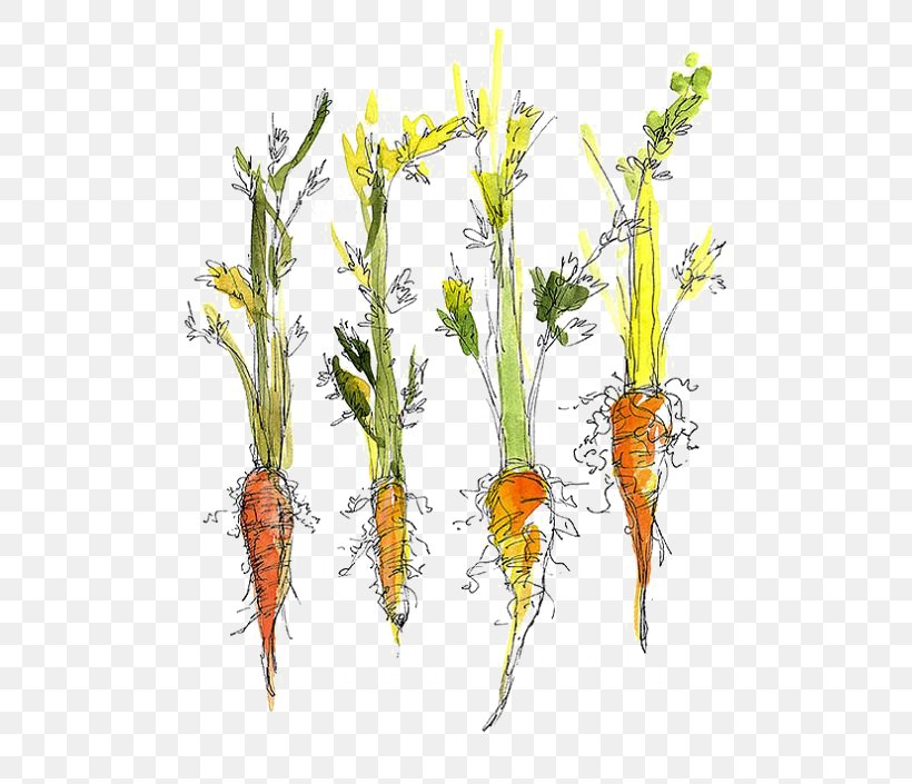 Carrot Vegetable Drawing Food Kitchen Garden, PNG, 564x705px, Carrot, Branch, Cuisine, Daucus Carota, Drawing Download Free