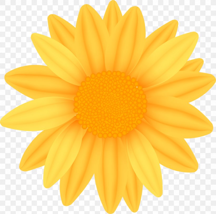 Common Sunflower Yellow, PNG, 1200x1187px, Common Sunflower, Calendula, Chrysanths, Daisy, Daisy Family Download Free
