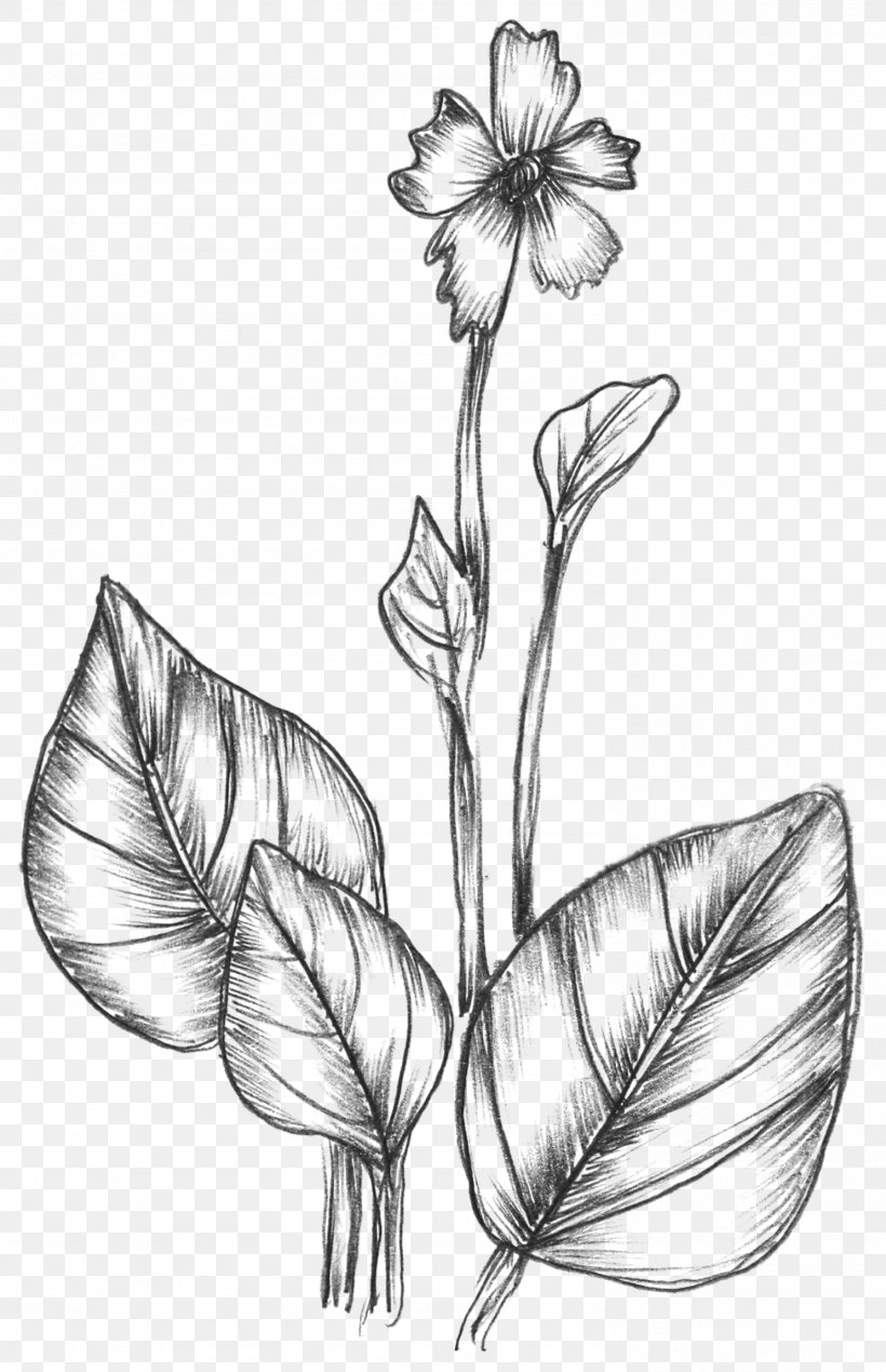 Drawing Nature Graphics, PNG, 1486x2300px, Drawing, Adobe Freehand, Artwork, Black And White, Botanical Illustration Download Free