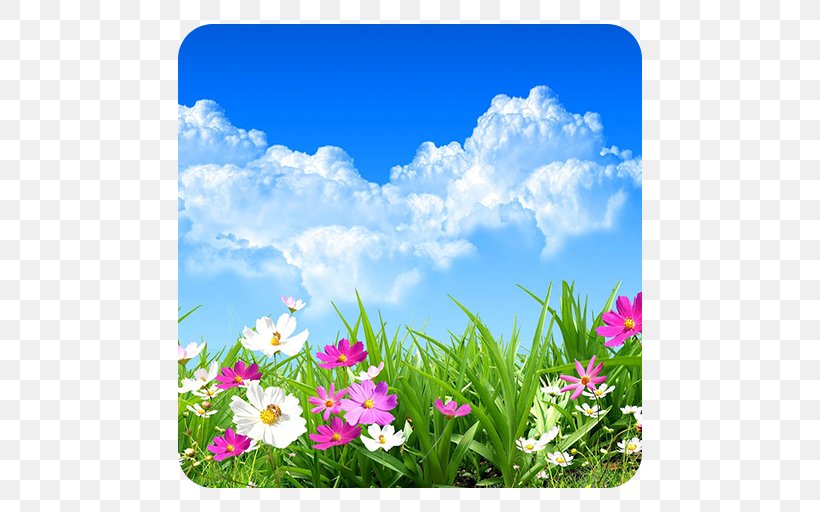 Flower Desktop Wallpaper Stock Photography, PNG, 512x512px, Flower, Annual Plant, Blossom, Cloud, Common Daisy Download Free