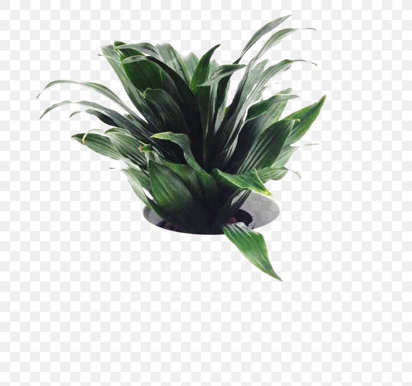 Flowerpot Leaf Houseplant, PNG, 768x768px, Flowerpot, Houseplant, Leaf, Plant Download Free