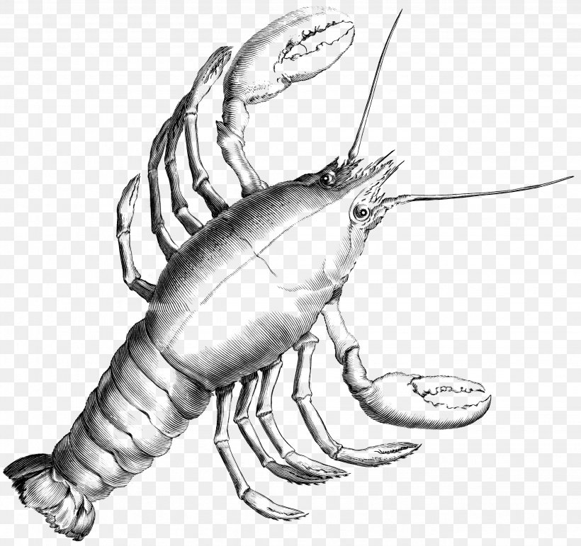 Lobster Drawing Seafood Astacoidea Palinurus Elephas, PNG, 2658x2500px, Lobster, American Lobster, Arm, Art, Artwork Download Free