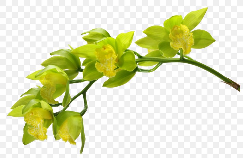 Moth Orchids Green Flower Plant, PNG, 800x533px, Orchids, Boat Orchid, Branch, Color, Flora Download Free
