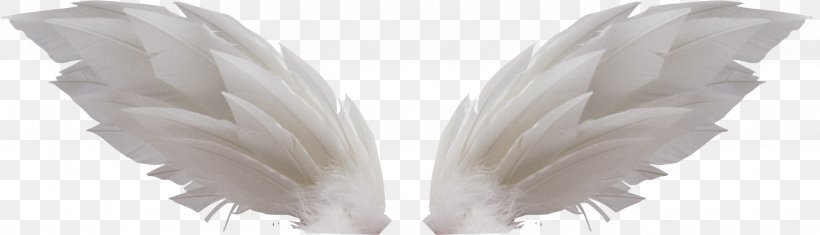 Wing Clip Art, PNG, 2850x819px, Blog, Digital Image, Display Resolution, Feather, Neck Download Free